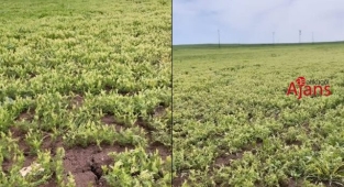 Urfa'nın ilçesinde su isyanı!