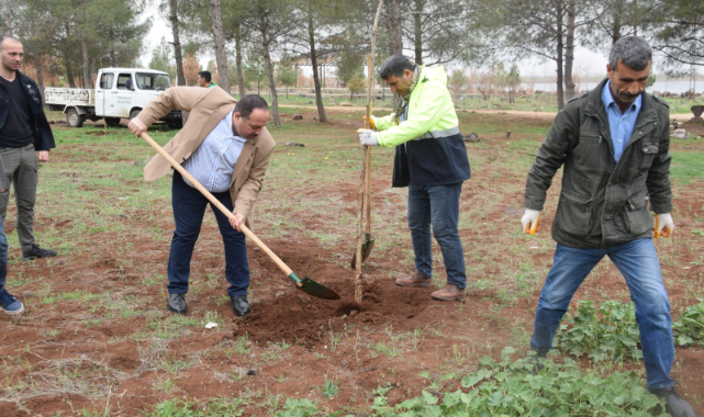 Viranşehir Sulutepe Gölet'inde ağaçlandırma