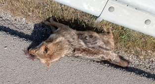 Yaban hayvanlarının telef olmaması için geçitler yapılmalı