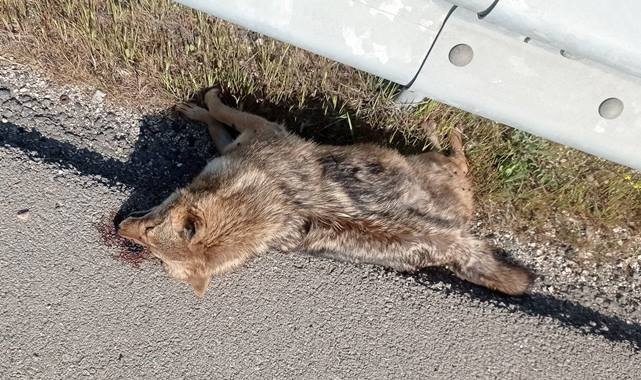 Yaban hayvanlarının telef olmaması için geçitler yapılmalı