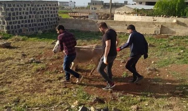 Yaralı hayvanı tedavi için Urfa'ya getirdiler