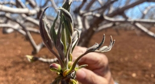 Ziraat odasından dondan etkilenen bahçelere ilişkin açıklama