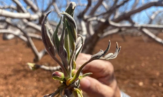 Ziraat odasından dondan etkilenen bahçelere ilişkin açıklama