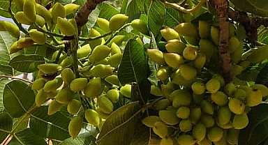 Antep fıstığı fiyatları haftaya nasıl başladı?