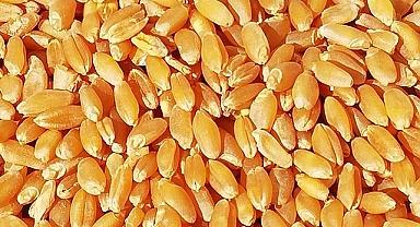 Buğday ve arpa fiyatları belli oldu