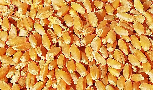 Buğday ve arpa fiyatları belli oldu