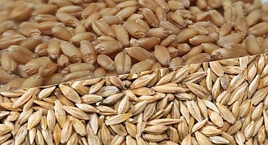 Buğday ve arpa fiyatları haftaya nasıl başladı