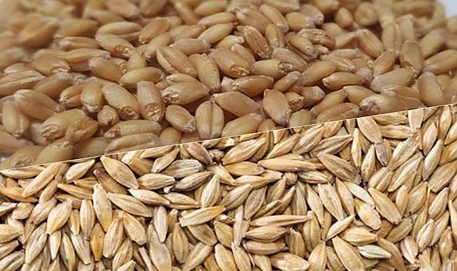 Buğday ve arpa fiyatları haftaya nasıl başladı