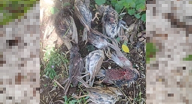 Dolu yağışı kuşları telef etti