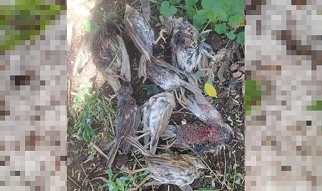 Dolu yağışı kuşları telef etti