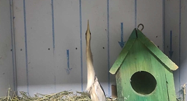 Ender türlerden olan Balaban kuşu yaralı halde bulundu