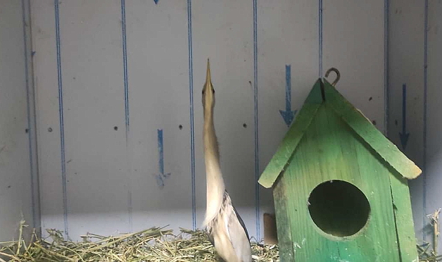 Ender türlerden olan Balaban kuşu yaralı halde bulundu