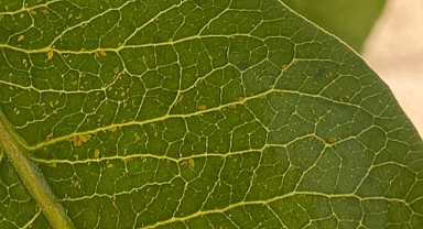 Fıstıkta tehlike büyüyor! İşte yapılması gerekenler