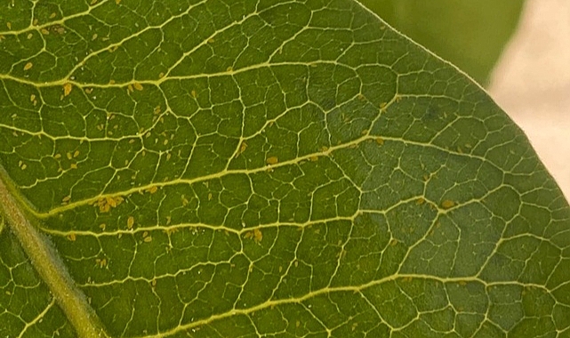 Fıstıkta tehlike büyüyor! İşte yapılması gerekenler