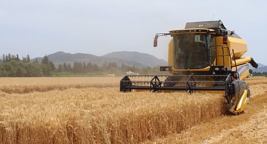 Güncel hububat ve pamuk fiyatları belli oldu