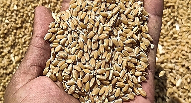 Hububat fiyatları haftaya nasıl başladı