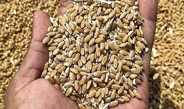 Hububat fiyatları haftaya nasıl başladı