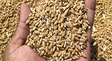 Hububat fiyatları haftayı nasıl kapattı? İşte yeni fiyatlar