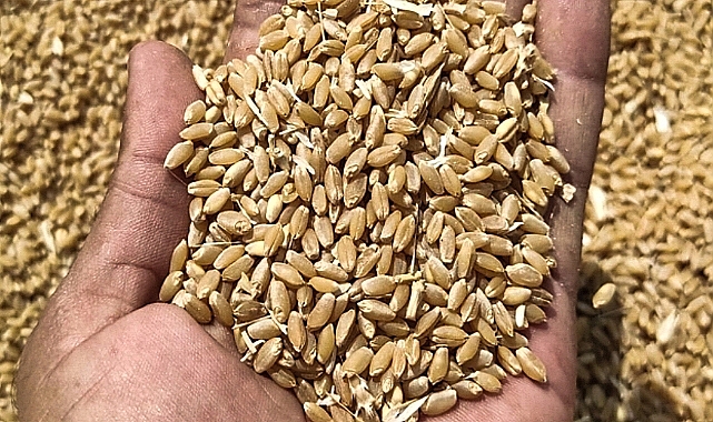 Hububat fiyatları haftayı nasıl kapattı? İşte yeni fiyatlar