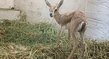 Şanlıurfa'da arabanın bagajından ceylan çıktı