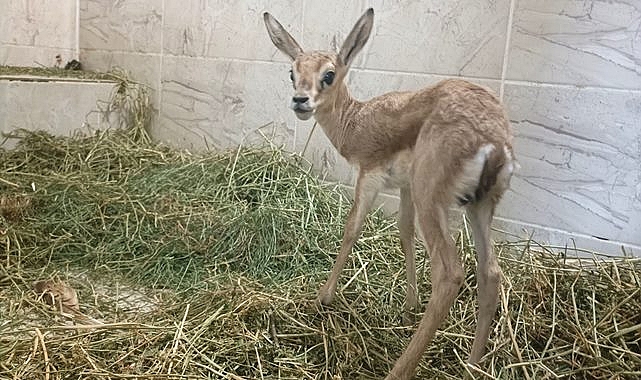Şanlıurfa'da arabanın bagajından ceylan çıktı