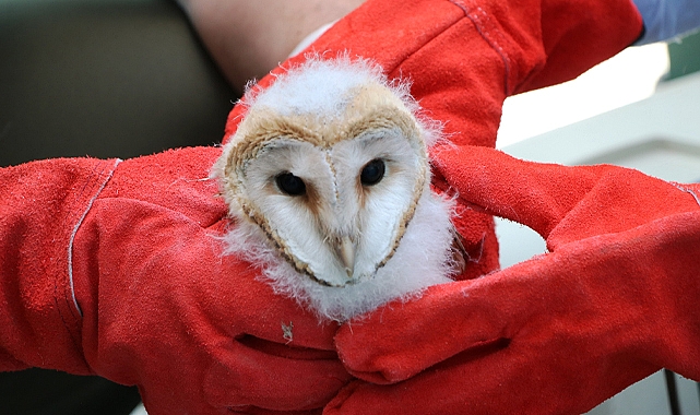 Şanlıurfa’da bir inşaat işçisi buldu: Koruma altına alındılar