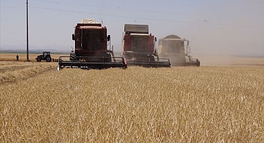 Şanlıurfa’da buğday fiyatları belli oldu