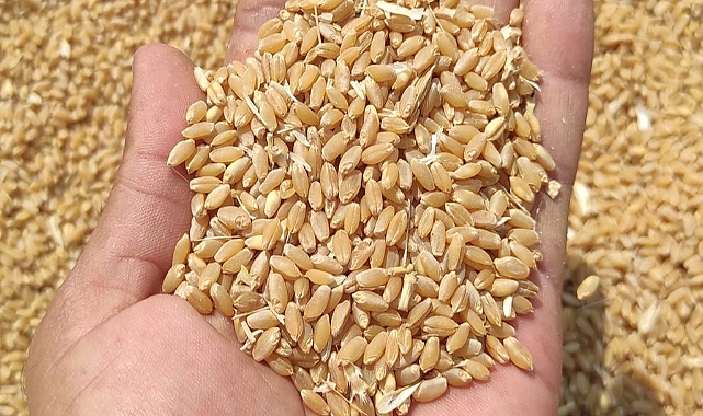 Şanlıurfa'da buğday ve arpa kaç TL'den satıldı