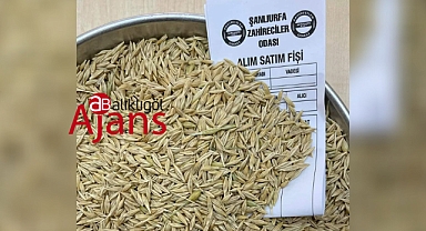 Sezonun ilk arpa hasadı yapıldı! İşte fiyatı