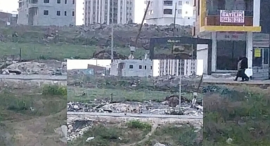 Sokak köpekleri sorunu büyüyor