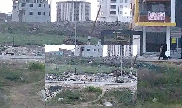 Sokak köpekleri  sorunu büyüyor