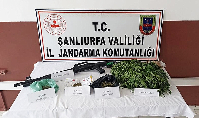 Suruç’ta bahçesine kenevir ekilen eve baskın