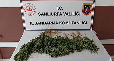 Suruç'ta bir uyuşturucu operasyonu daha!