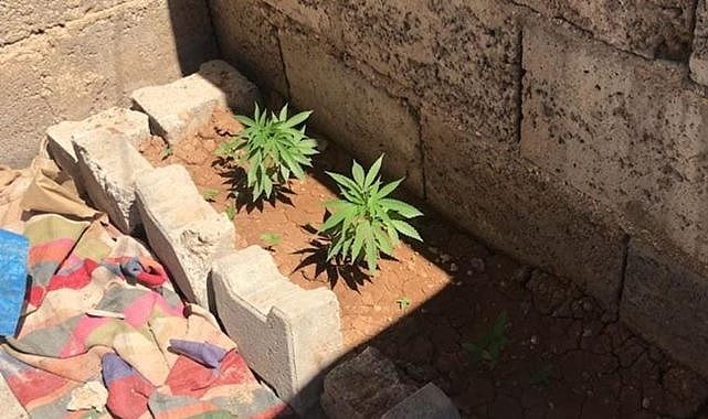 Suruç'ta evin çatısında uyuşturucu tarlası bulundu