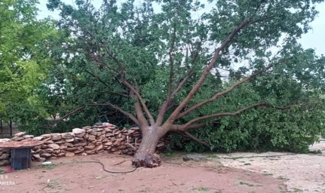 Urfa'da dev ağaç fırtınaya yenildi