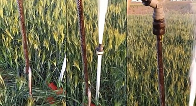 Urfa'da fıskiyeden çıkan yılan çiftçiyi şok etti