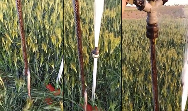 Urfa'da fıskiyeden çıkan yılan çiftçiyi şok etti