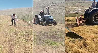 Urfa'da kırmızı mercimek hasadı başladı
