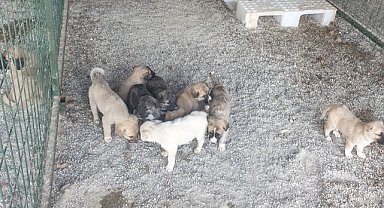 Urfa'daki hayvan barınağı denetlendi
