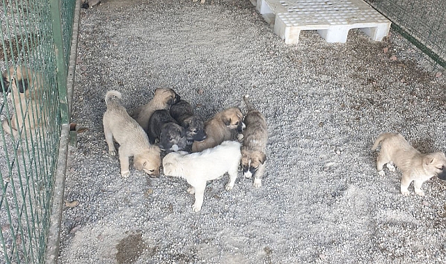 Urfa'daki hayvan barınağı denetlendi