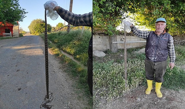 Urfa'nın ilçesinde tarlasını sulayan çiftçiye yılan şoku
