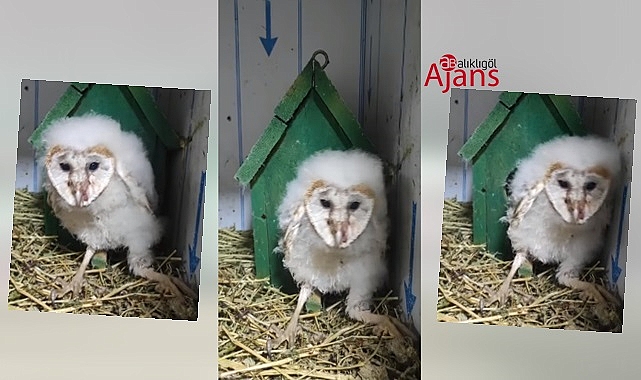 Yaralı Peçeli Baykuş koruma altına alındı