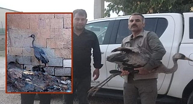 Yaralı Turna kuşunu kurtardı