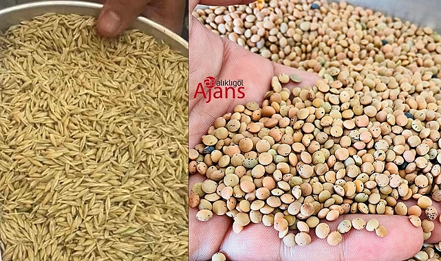 Yeni ürün mercimek ve arpa fiyatları