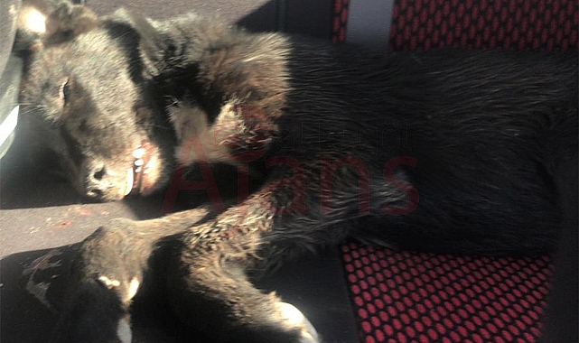 Akçakale'de vahşet