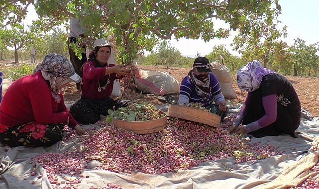 Antep fıstığında yeni fiyatlar belli oldu