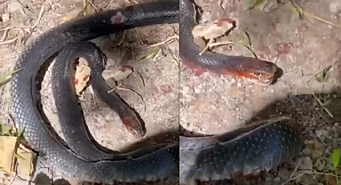 Bahçesine giren yılanı taşla telef etti