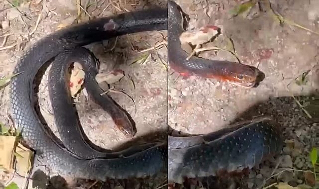 Bahçesine giren yılanı taşla telef etti