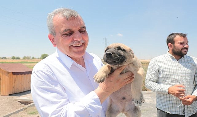 Başkan Beyazgül gureğh çoban köpeklerine sahip çıktı