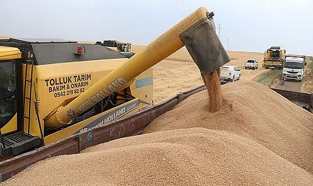 Buğday fiyatları güne düşüşle başladı! İşte yeni fiyatlar